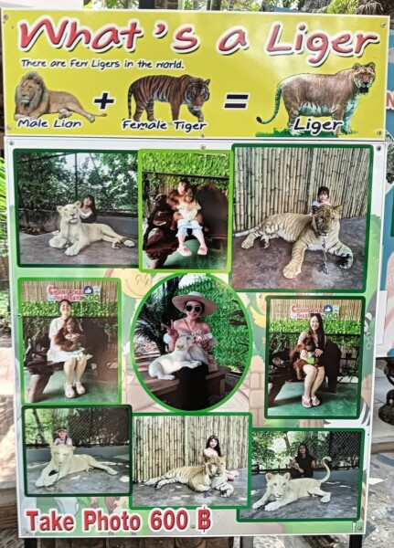 Pixiu2519.com บริการ รถตู้เหมานำเทียว รถตู้เช่าพร้อมคนขับ 52 1000029372
